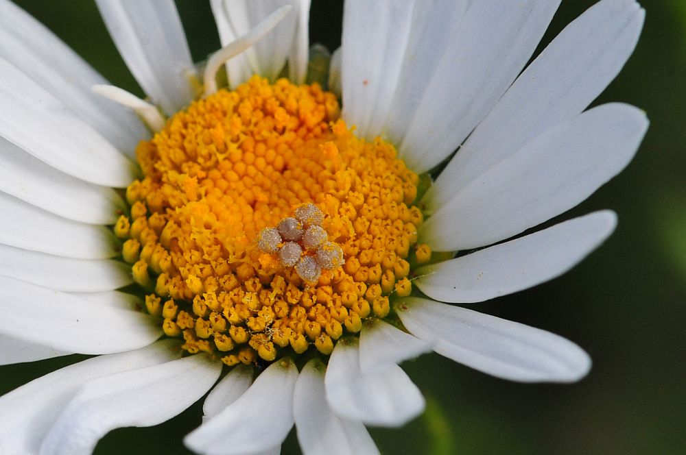 La vita in un fiore - seconda parte